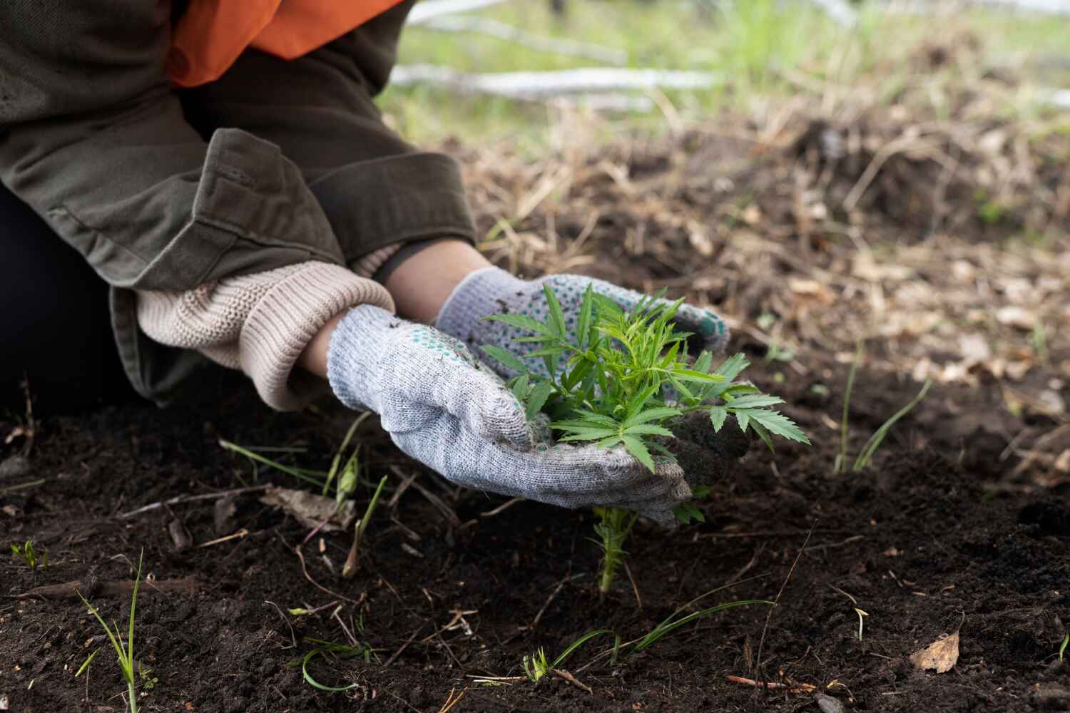 The Steps Involved in Our Tree Care Process in Smyrna, GA